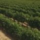 Aerial Flight Over Vineyard Rows - VideoHive Item for Sale