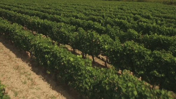 Aerial Flight Over Vineyard Rows alt