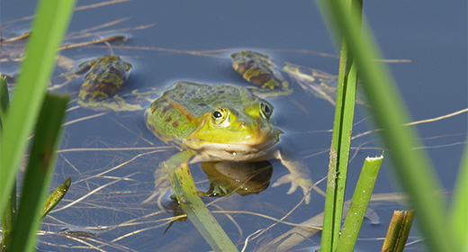 !                             Animals !