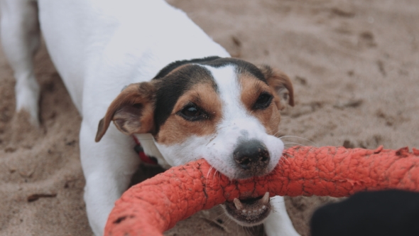 Dog Plays With a Toy on the Beach alt