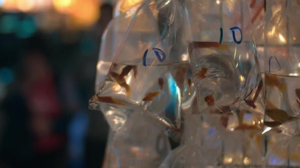 Goldfish In Street Market Of Hong Kong alt