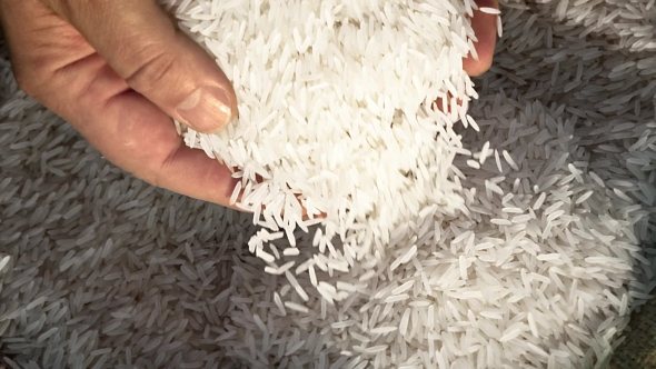 Unprocessed Rice Being Poured From a Man's Hands. alt