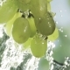 Wishihg a Bunch Of Fresh Heaithy Green Grapes - VideoHive Item for Sale