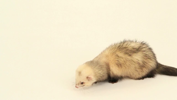 Ferret Eats On a White Background