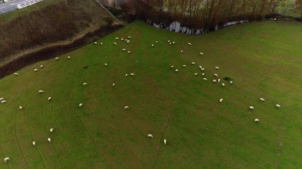 Group of Sheep Aerial alt