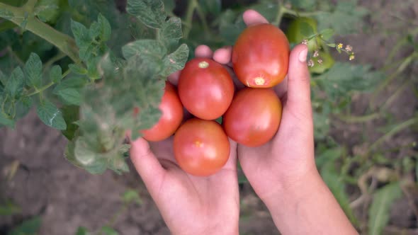 Organic red tomatoes in the hands of a farmer. A woman holds tomatoes in hands alt