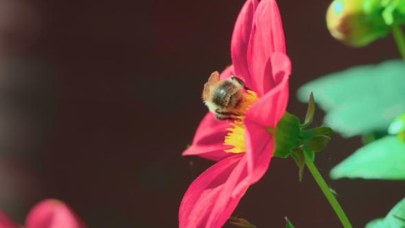 Bumblebee On Dahlia Flower alt