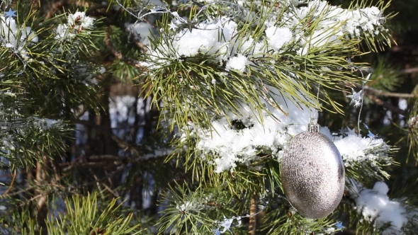 Christmas Decoration Ball On Pine Tree alt