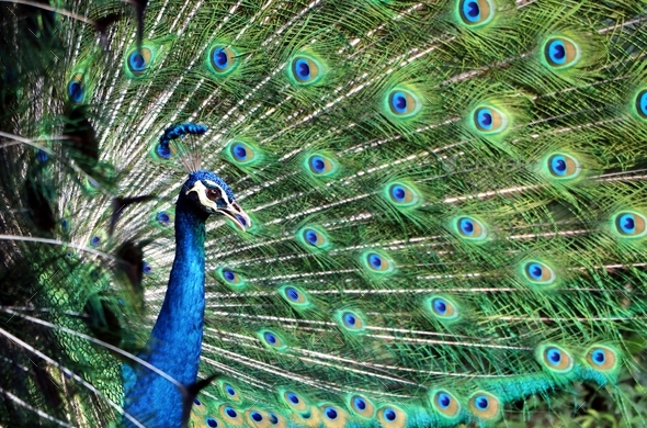 Peacock showing off feathers from side view angle