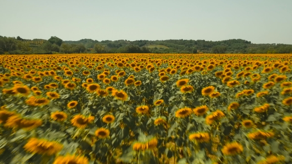 Yellow Sunflowers In Sunlight alt