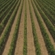 Flying Over Countryside With Vineyards - VideoHive Item for Sale