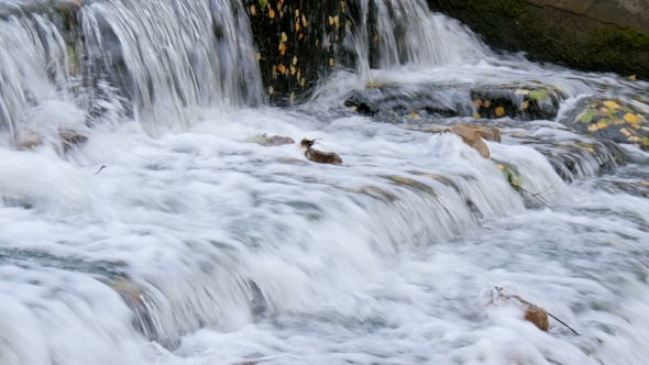 A Small Waterfall In Autumn Park.