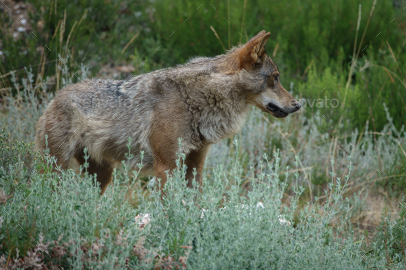 Canis Lupus Signatus watching, side view