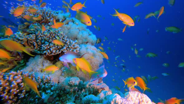 Tropical Colorful Underwater Seascape, Stock Footage 