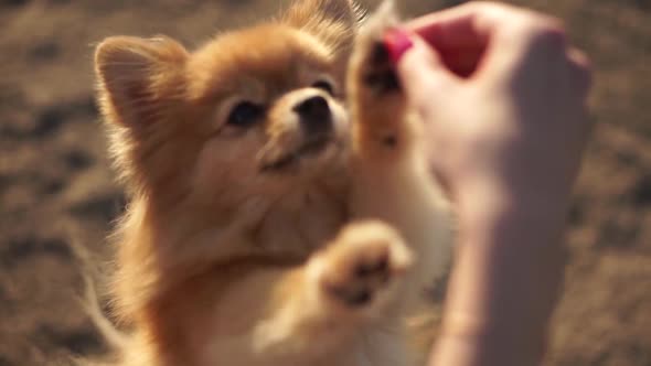 pomeranian takes food from his hand