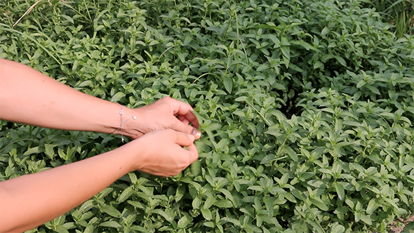 Picking Peppermint alt