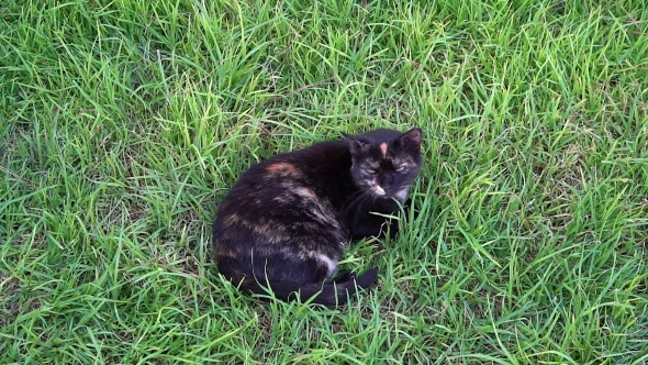 A Cat Lying On The Grass