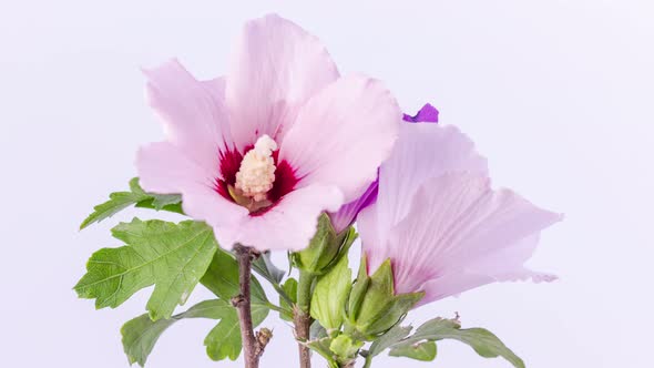 Hibiscus Flower Blossom Timelapse on White 3 alt