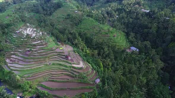 Aerial Video Above Rice Terraces