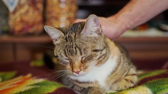 Hand Stroking a Motley Contented Cat alt