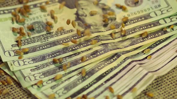 Processed Wheat Grain Falling on Pile of US Dollar Cash, Investment in Farming alt