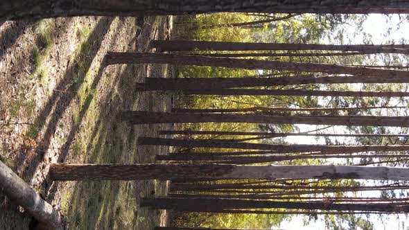 Vertical Video Aerial View of Trees in the Forest on an Autumn Day in Ukraine Slow Motion alt