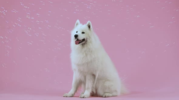 The Samoyed Spitz is Sitting in Full Growth Surrounded By Many Flying Soap Bubbles alt