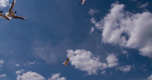 Seagulls In Blue Sky alt