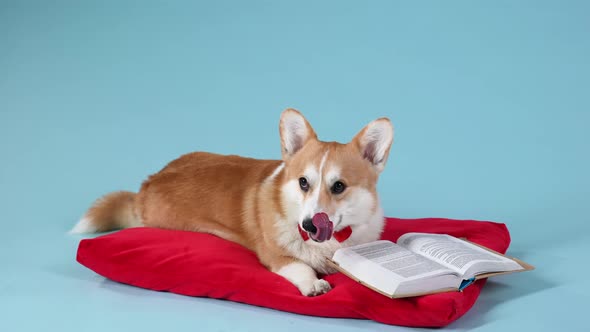 An Intelligent Dog of the Welsh Corgi Pembroke Breed in a Red Bow Tie Lies on a Red Pillow Next to alt