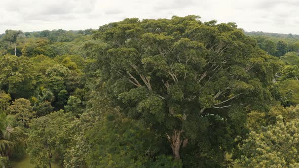 orbit reveal shot trees on Amazon, Amazonia Jungle in Peru 4K