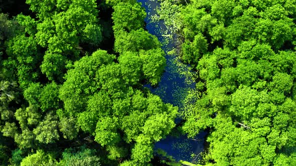 Old green forest and river in Tuchola natural park, aerial view of Poland alt
