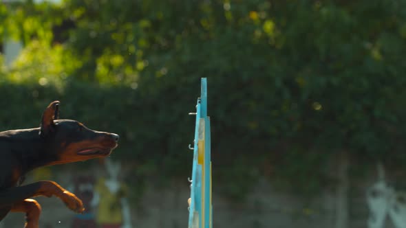 Doberman jumping over agility fence, Ultra Slow Motion alt