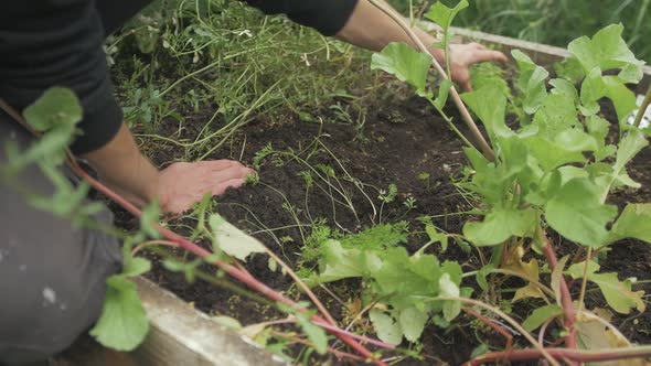Transplanting tiny carrots into raised garden bed alt