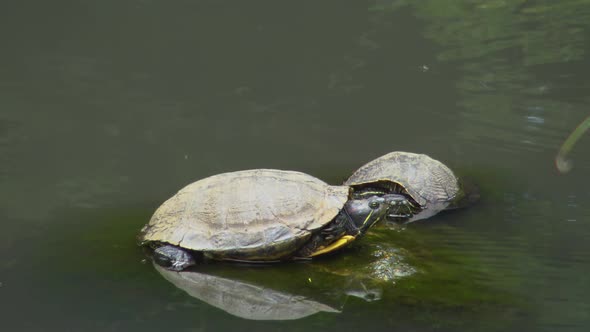 Turtle on stone in lake alt