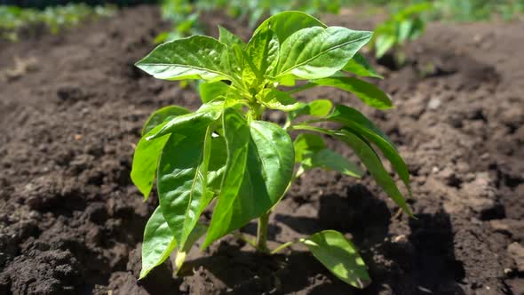 Beautiful Organic Pepper Bush Growing in Fertile Soil on the Farm, Slow Motion alt