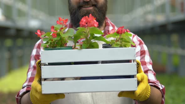 Male Gardener Showing Box With Flower Plants, Farmland Worker, Crop Cultivation