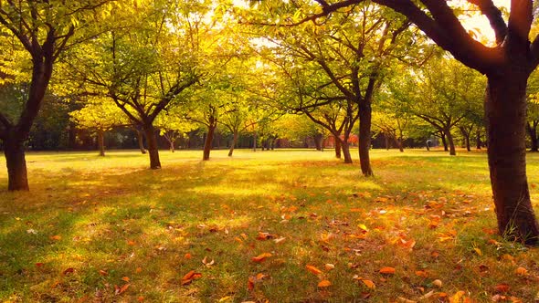 Beautiful autumn scene in the Japanese garden with fallen leaves  Herastrau Park , Romania alt
