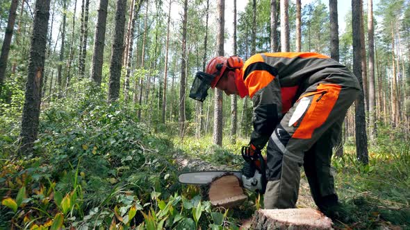 Woodman Is Sawing a Felled Pine Tree. Deforestation, Forest Cutting Concept alt