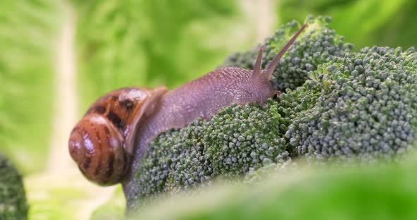 Garden snail crawling on green broccoli