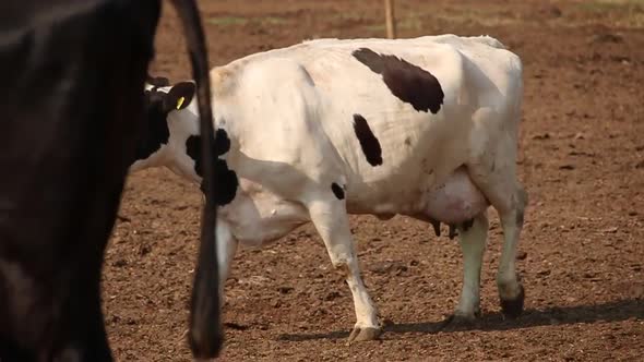 Dairy cows in feedlot in Brazil.