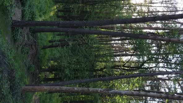 Vertical Video of a Beautiful Green Pine Forest on a Summer Day Slow Motion alt