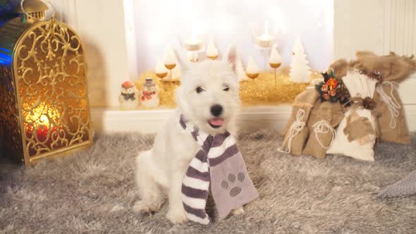 West Highland White Terrier Dog Sitting By the Fireplace on Christmas
