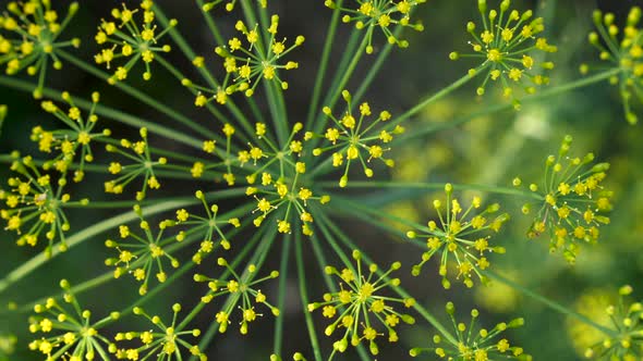 Inflorescence of Dill Closeup alt