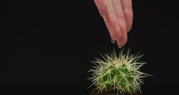Water drops falling from the hand on a cactus alt