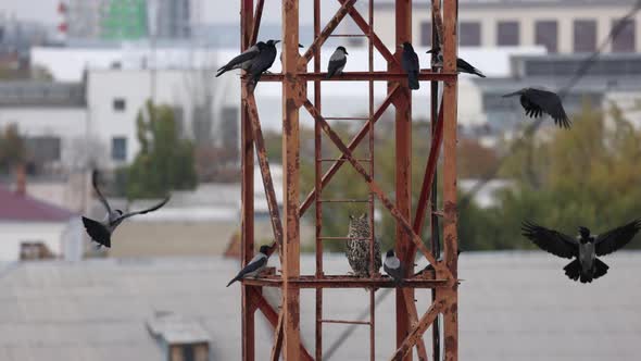 Long Eared Owl Asio Otus on a Metal Structure Surrounded By Aggressive Crows alt