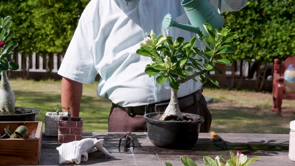 Asian retirement grandfather watering the plants after changing soil and pot at the garden home. alt