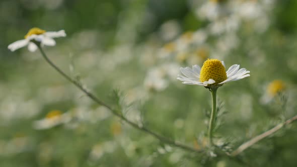 Herbaceous plant  Matricaria recutita shallow DOF  4K 2160p 30fps UltraHD footage - Common Chamomile alt