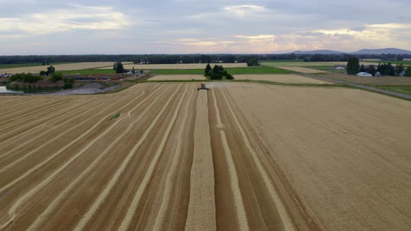 Wheat Fields 