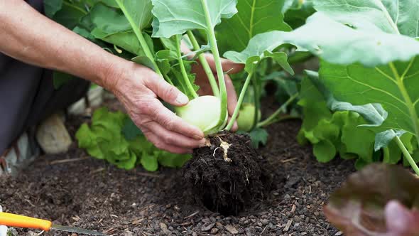 Senior woman picking fresh organic vegetable - Gardening and harvest concept
