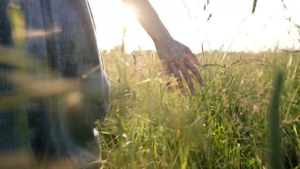 Woman Walks Across the Field and Hand Touches High Grass at Sunset Close-up alt